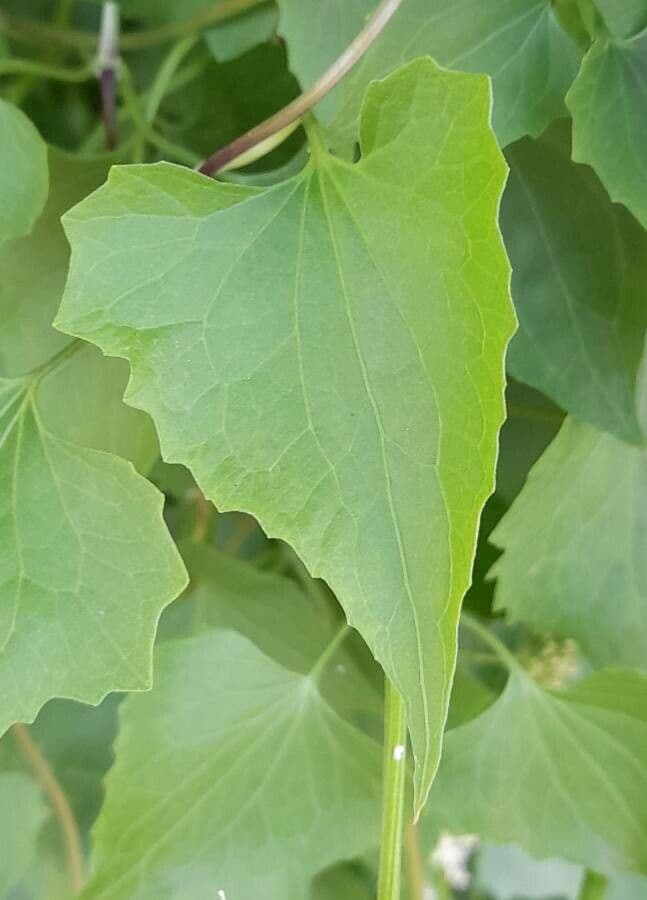 Mikania periplocifolia 9