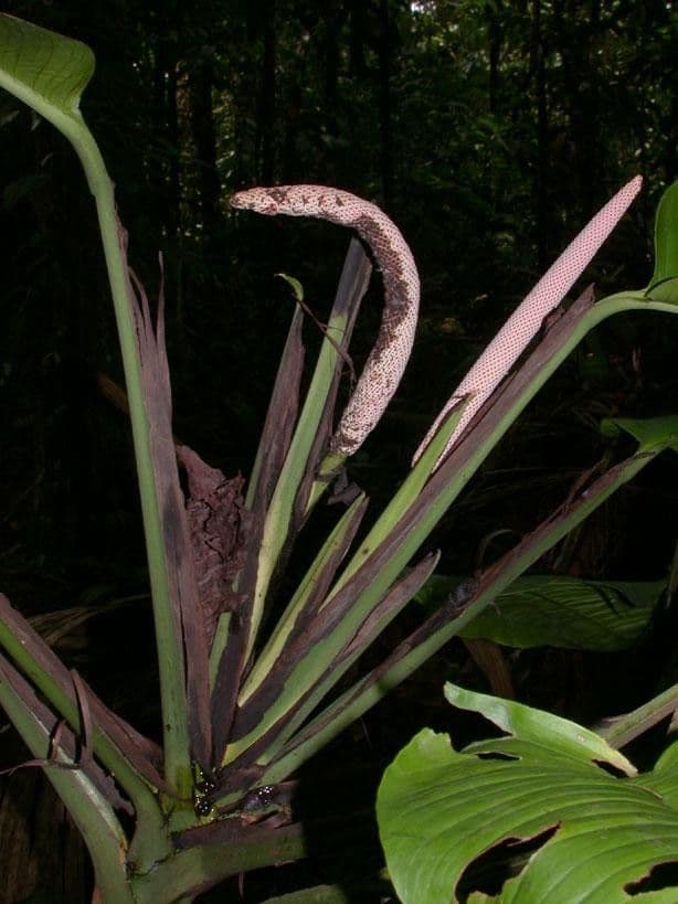 Rhodospatha 13