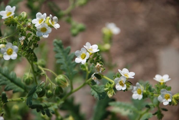 Fackelblume 10
