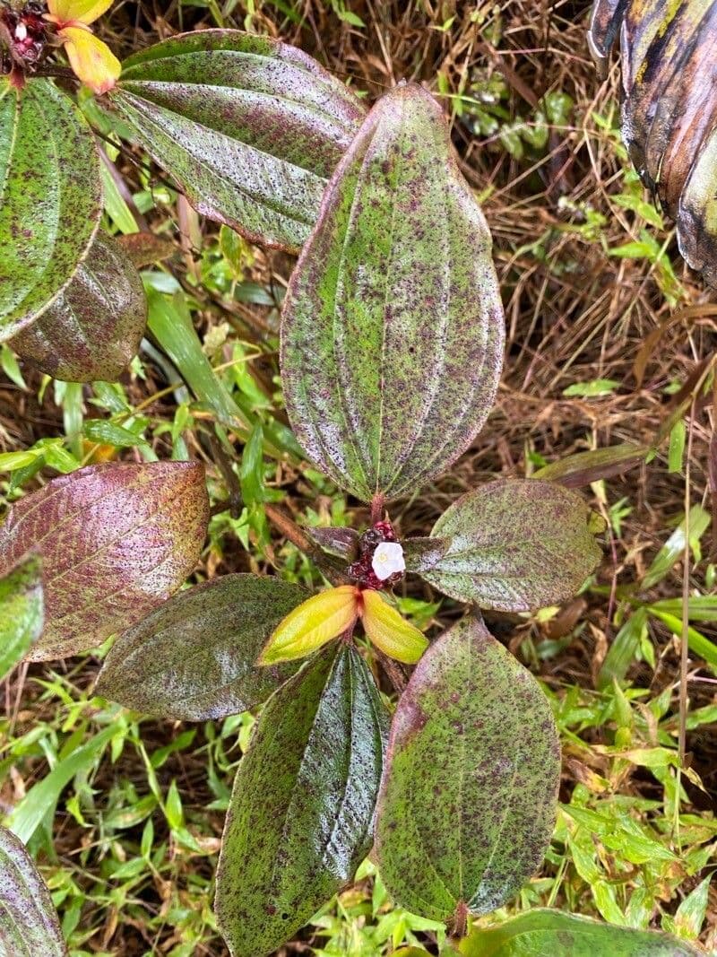 Mauritius-Tristemma 4