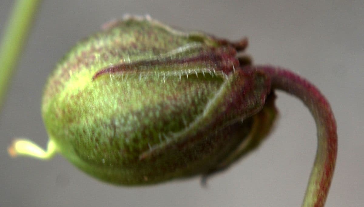 Viola 4