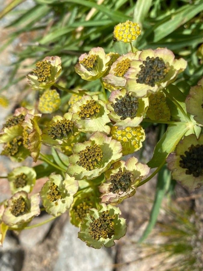 Bupleurum stellatum 6