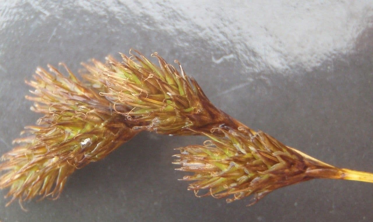 Cárice 6