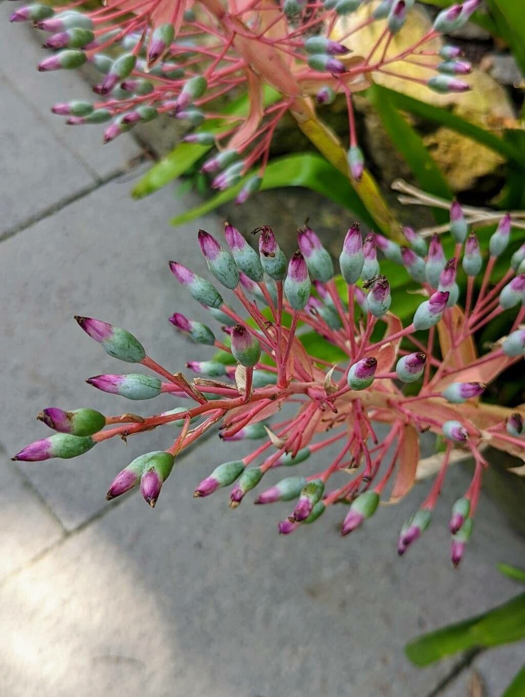 Portea