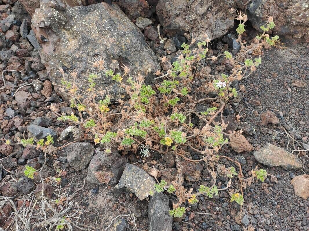 Geranio capitatum 8