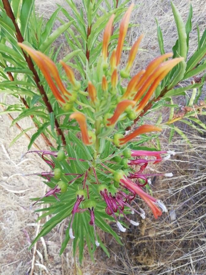 Lobelia lassiflora 8