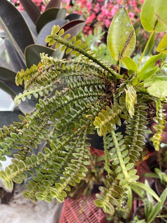 Dichaea 3