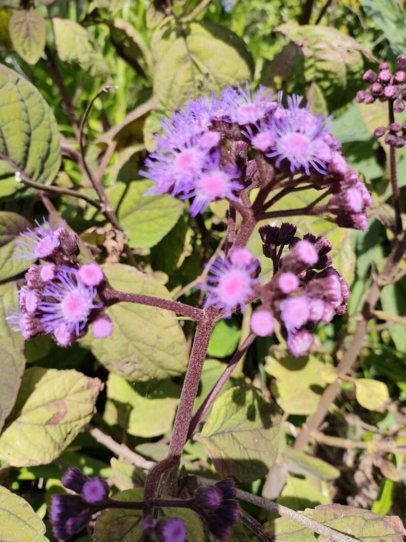 Bartlettina sordida 5