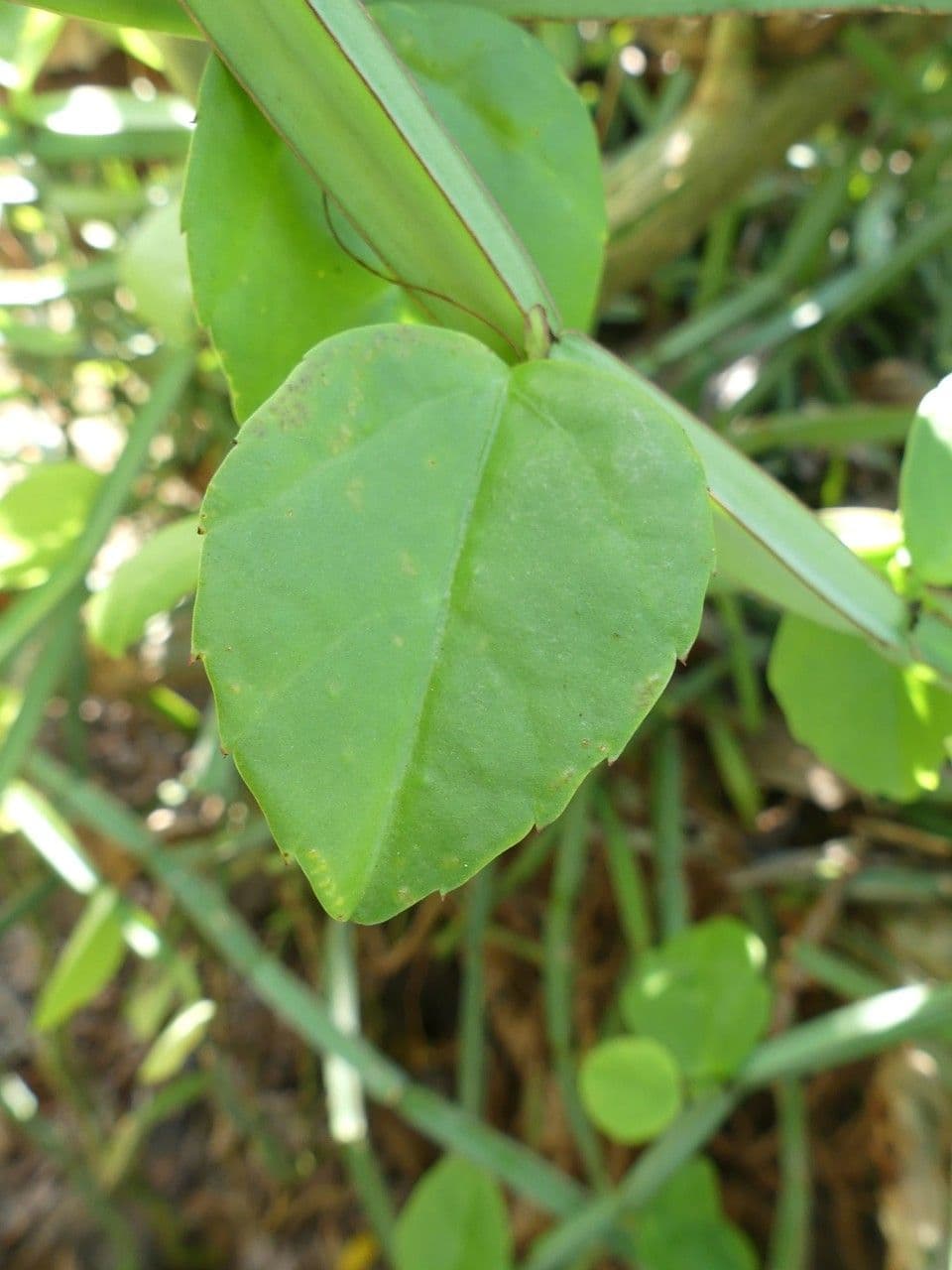 Cissus 16