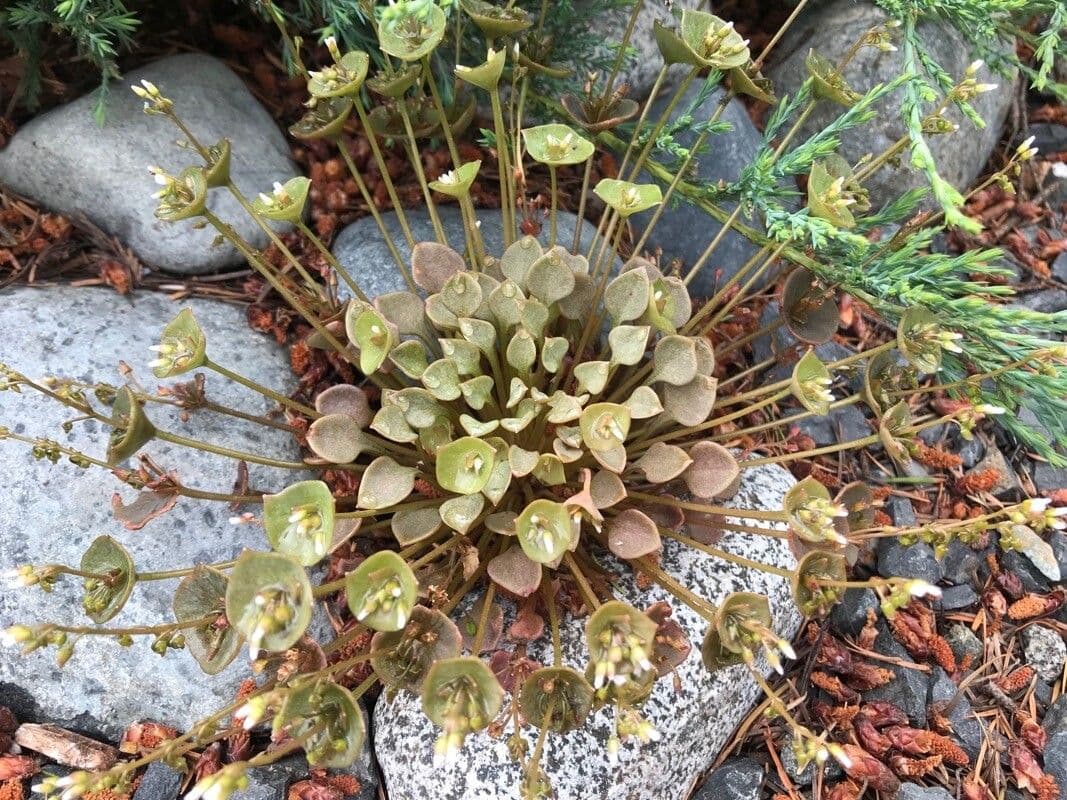 Claytonia 2