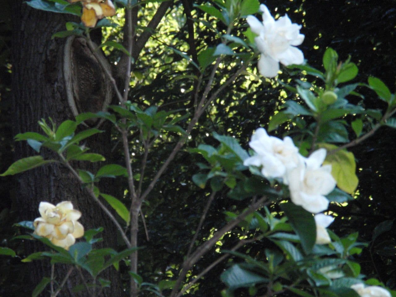 Gardenia 9