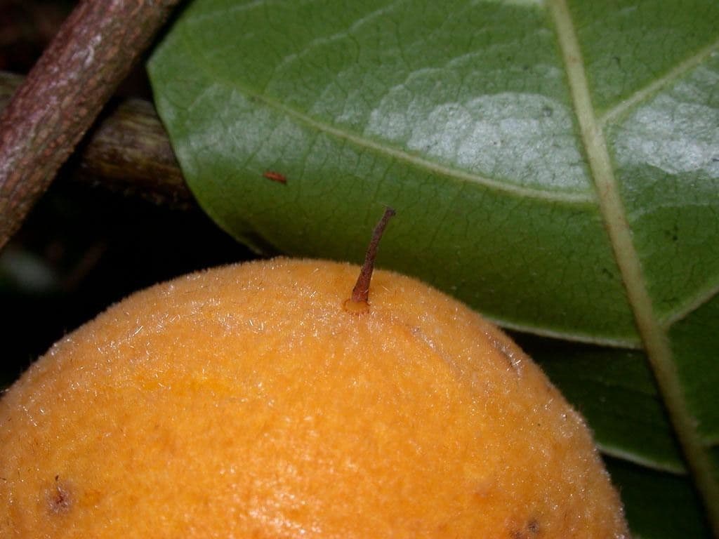 Pouteria durlandii 4