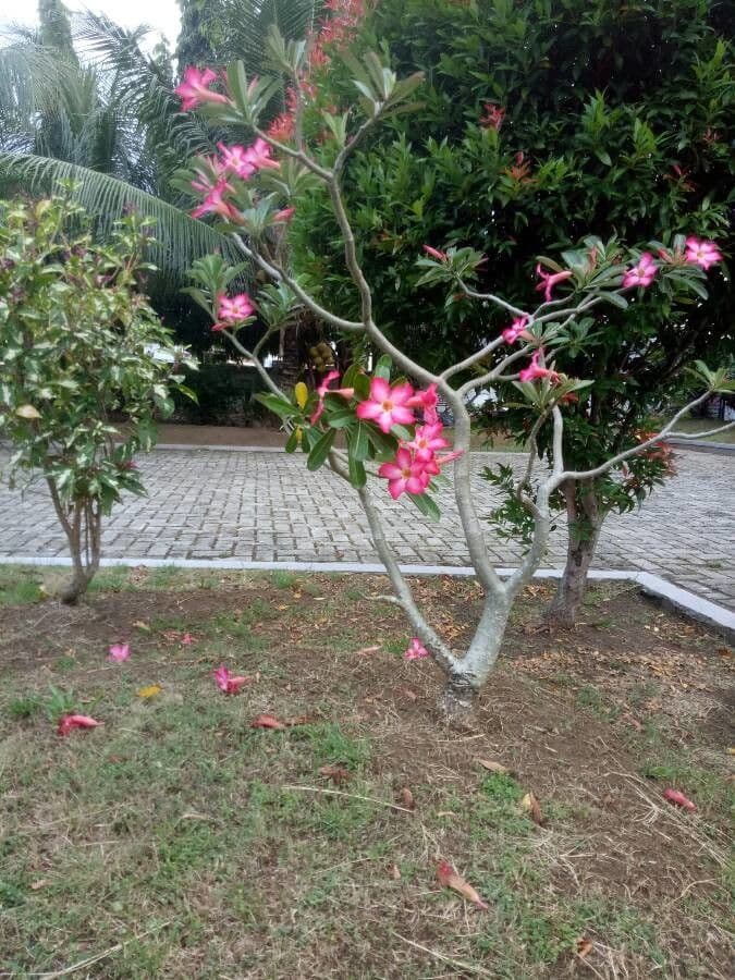 Adenium 6