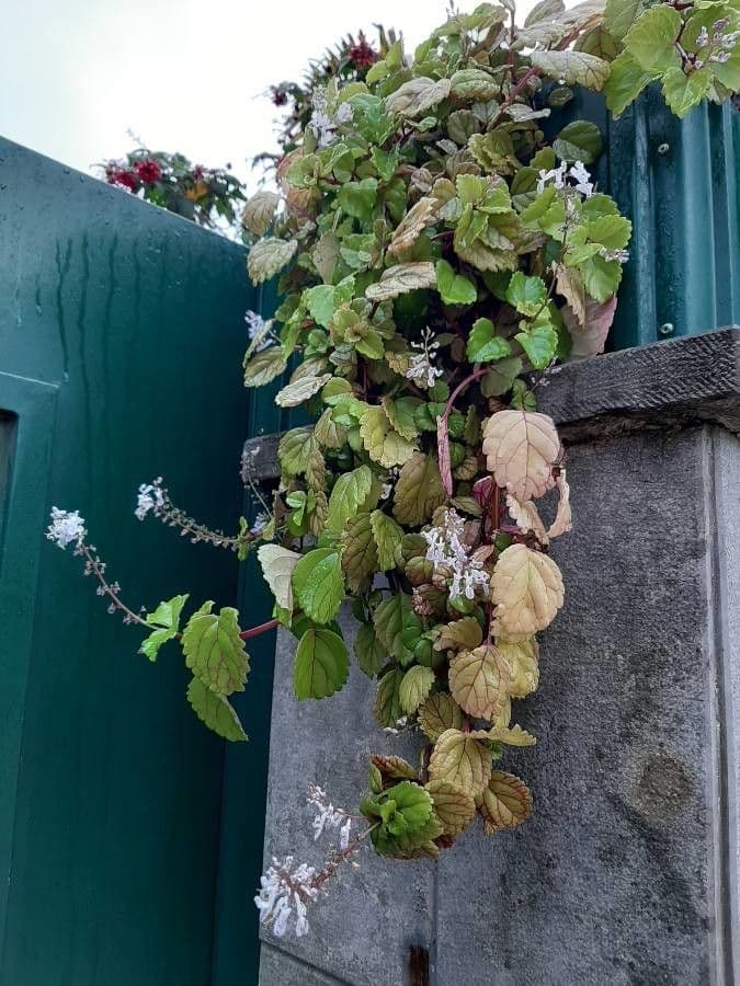 Plectranthus 9