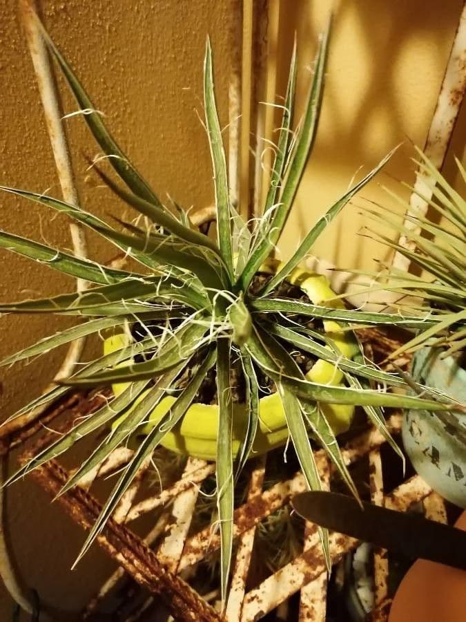 Schott-Agave 10