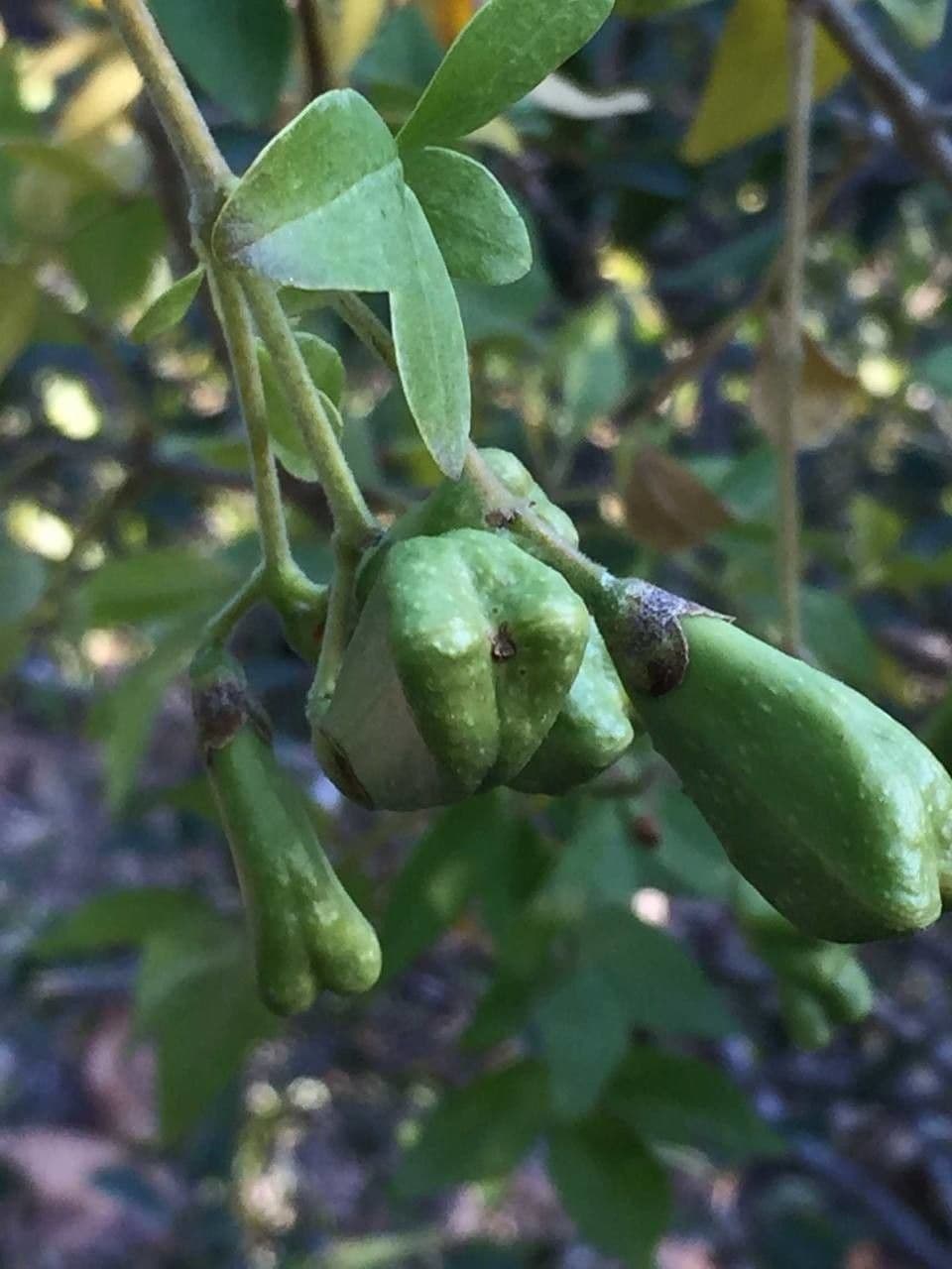 Schrebera alata 3