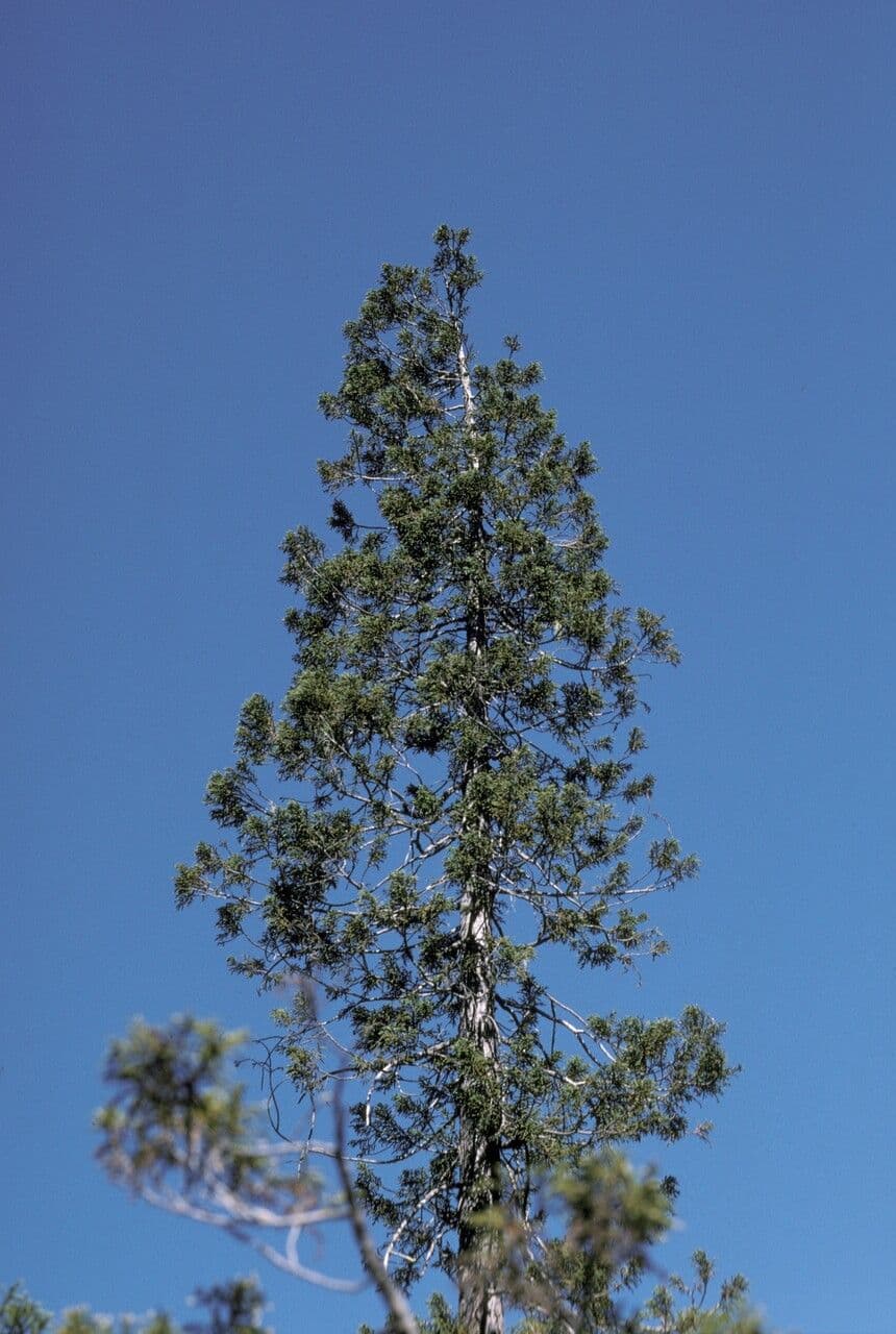 Pilgerodendron chilský 9