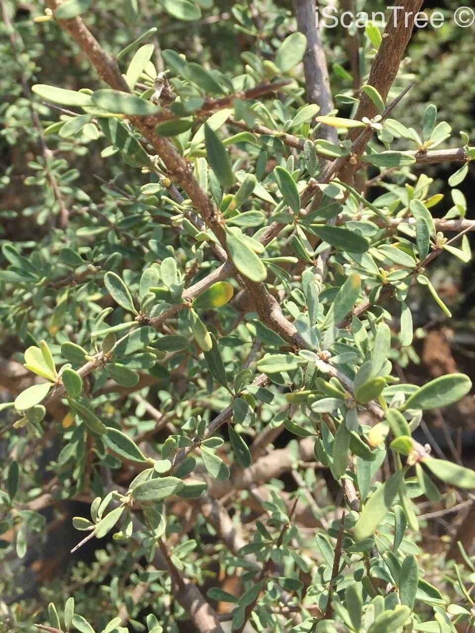 Karoo-Gold 3