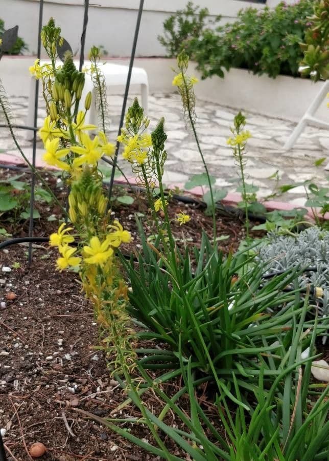 Bulbine arbustiva 15