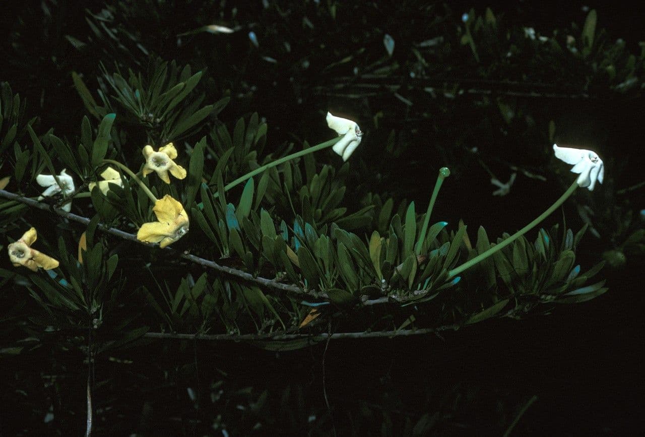 Brunfelsia