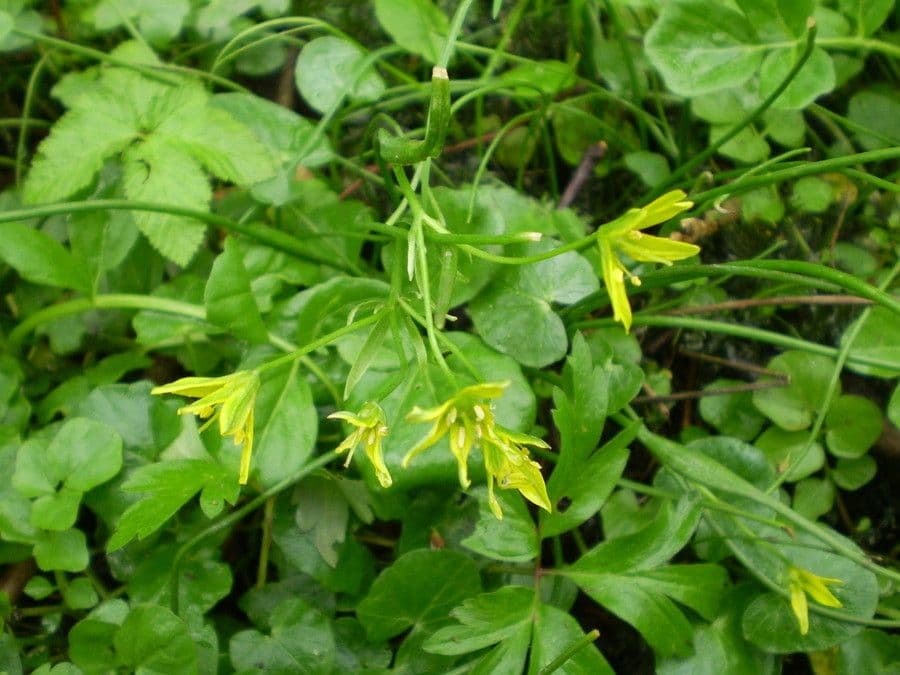 Gagea spathacea