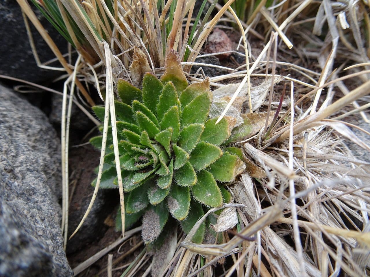 Draba jorullská 5