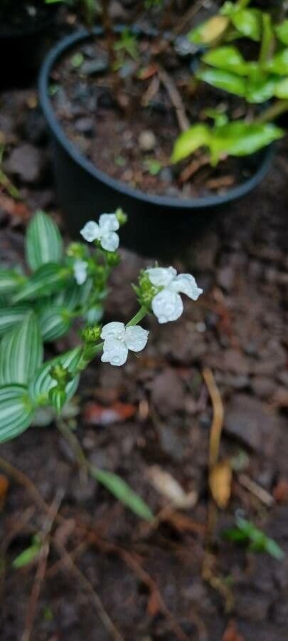 Callisia