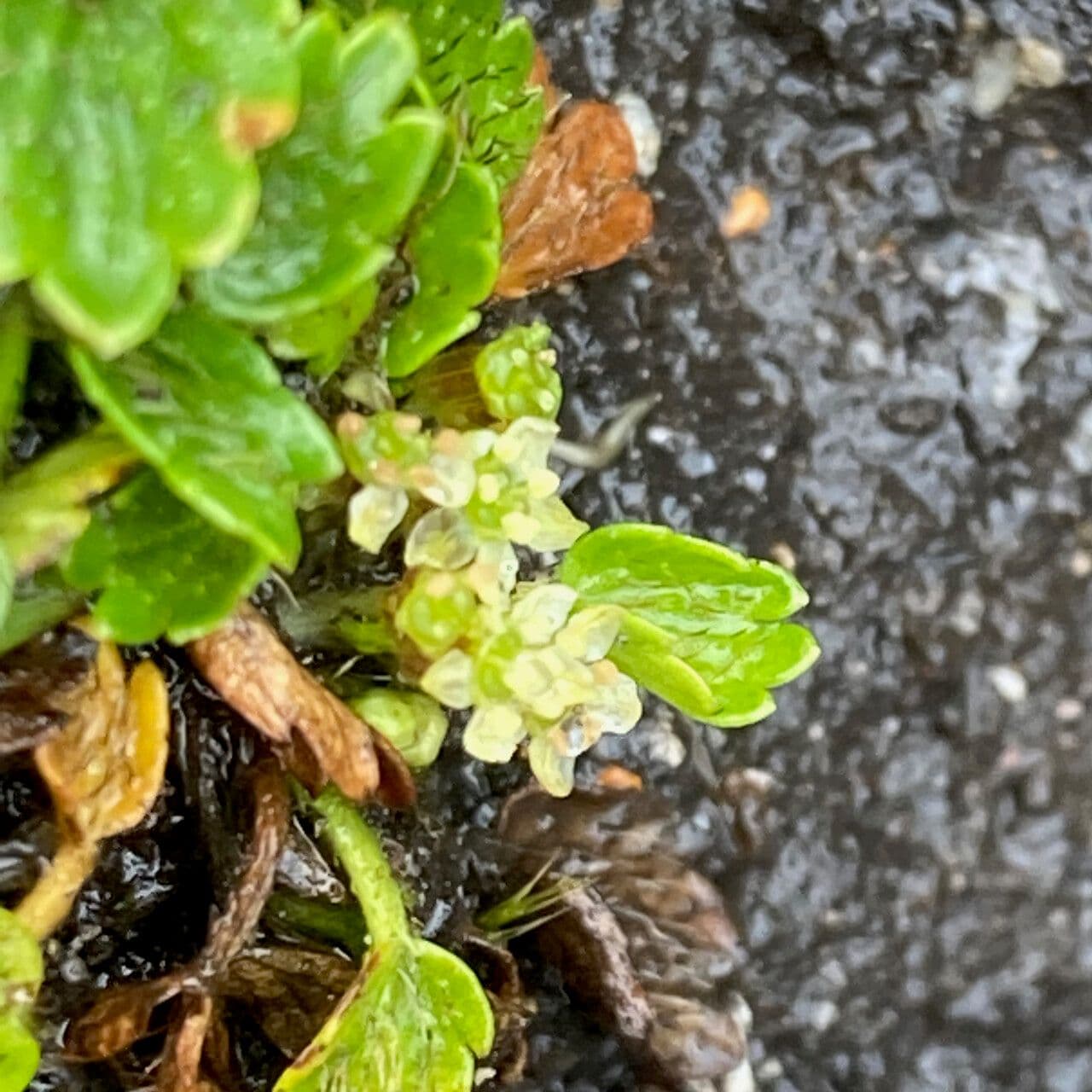Azorella crenata 2