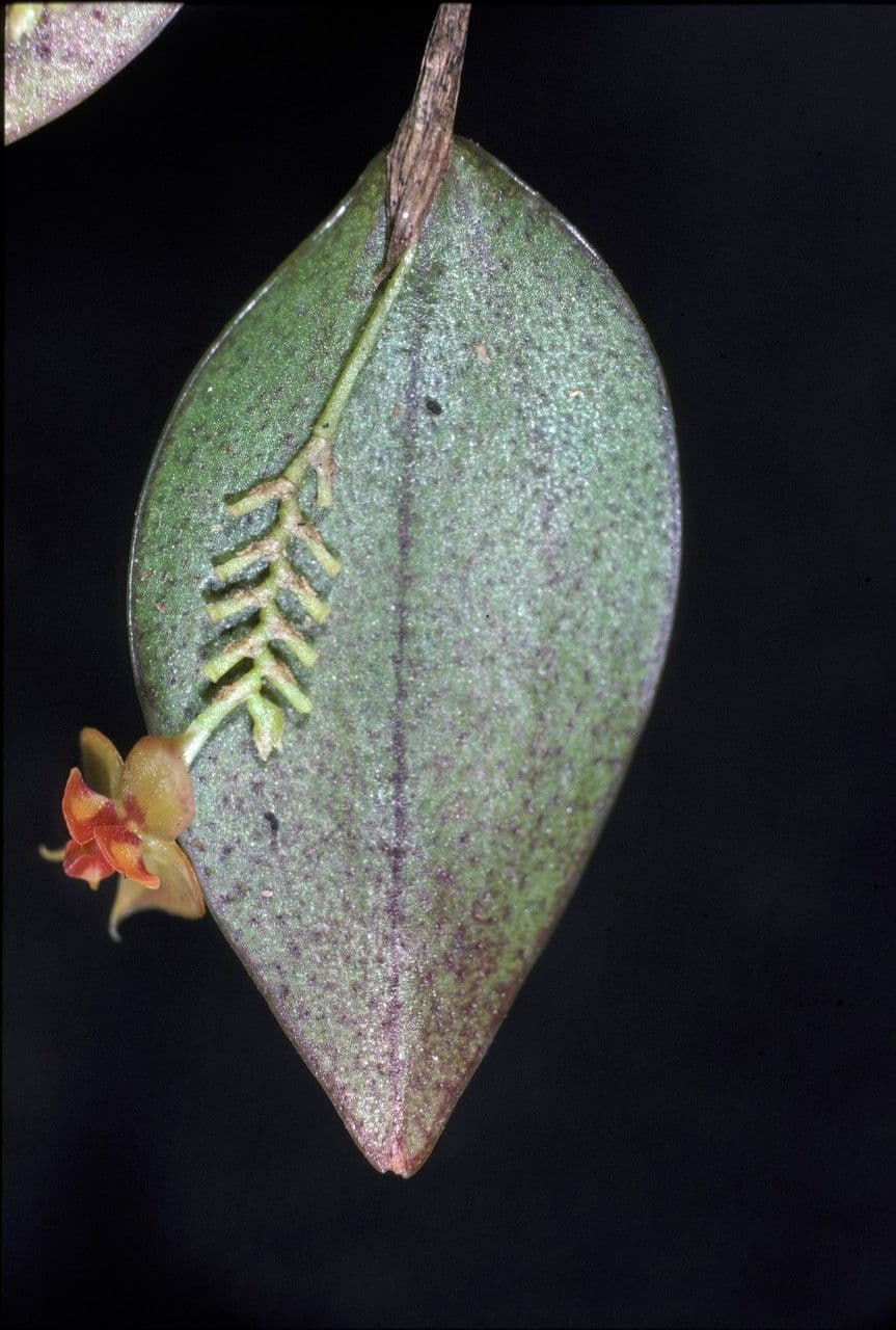 Lepanthes a spirale