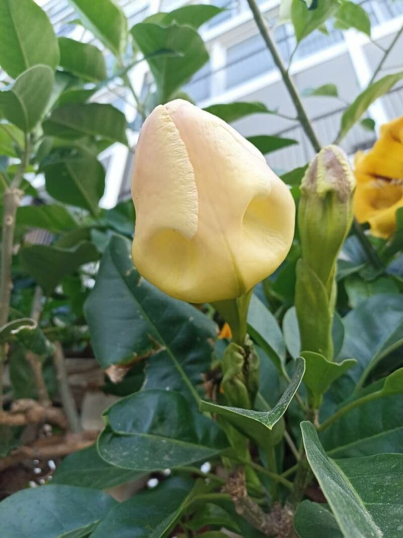 Kelchblume 2