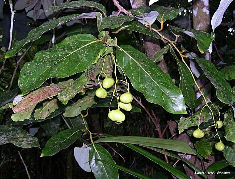 Cryptocarya 4