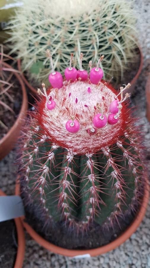 Melocactus 13