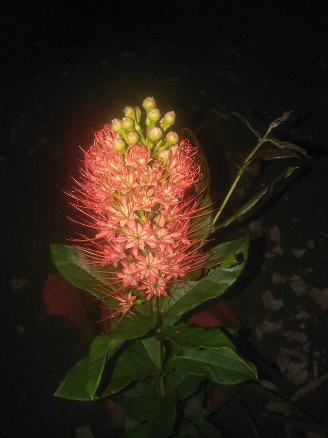 Combretum