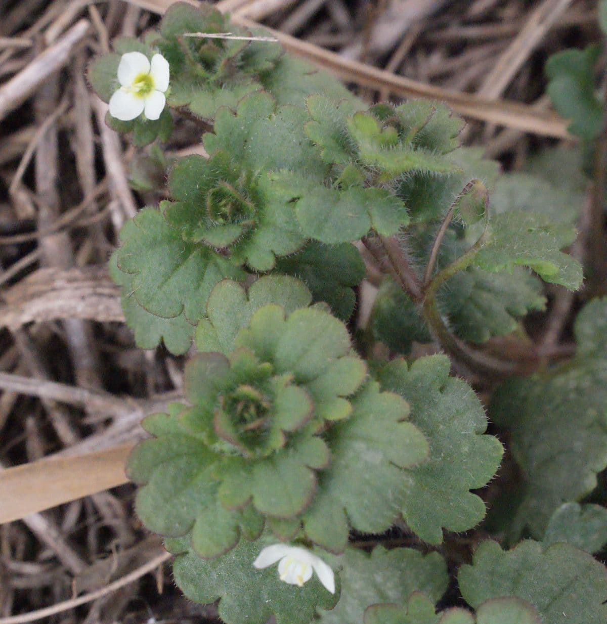 Veronica cymbalaria 27