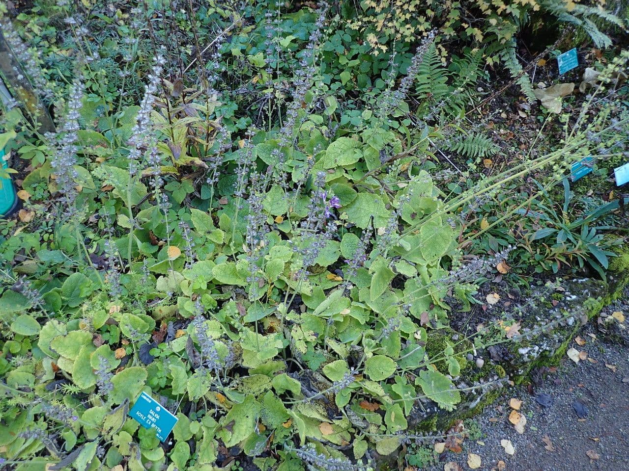 Salvia 10