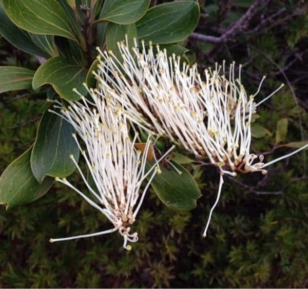 Grevillea 4