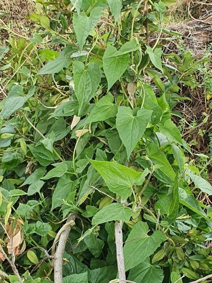 Cineraria deltoidea 12