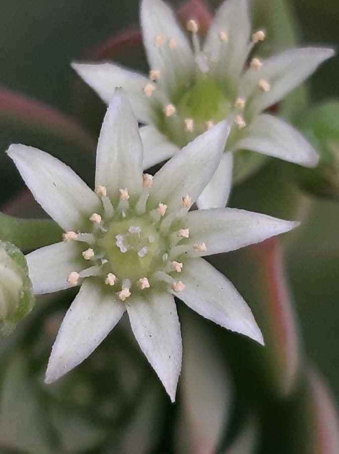 Aeonium di Haworth 2
