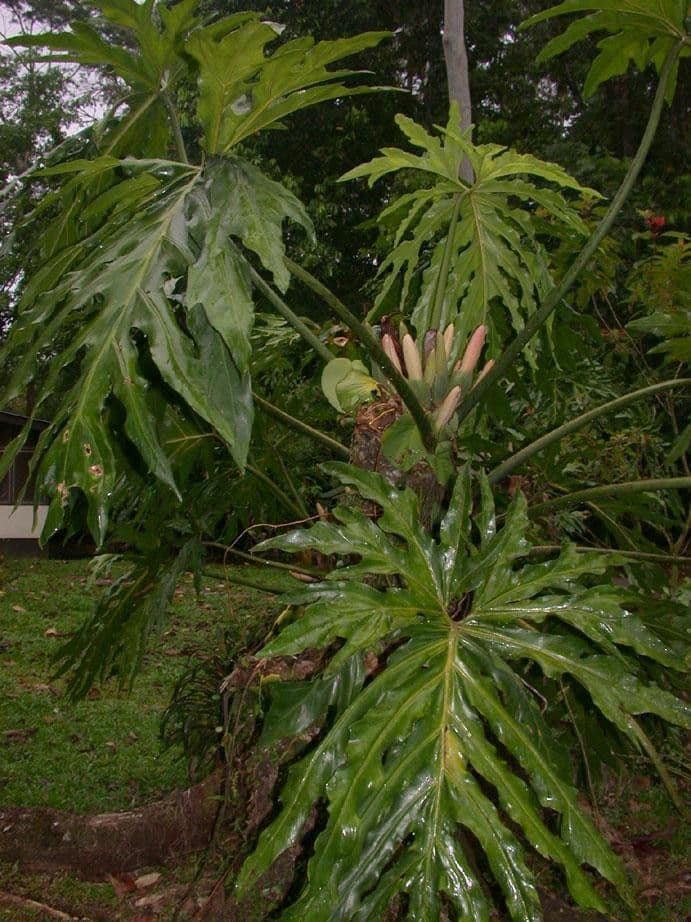 Philodendron 4