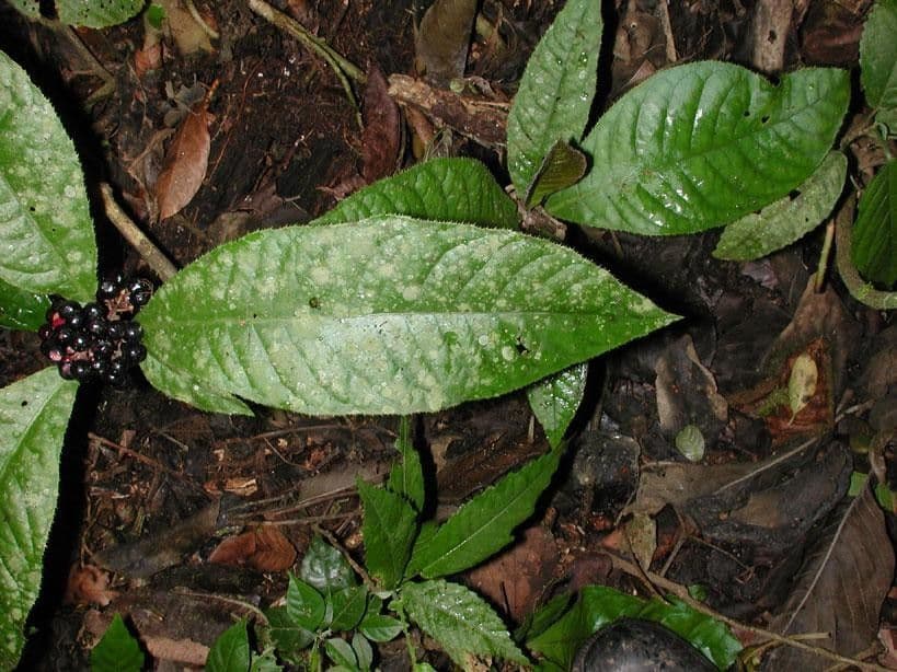 Ardisie 11