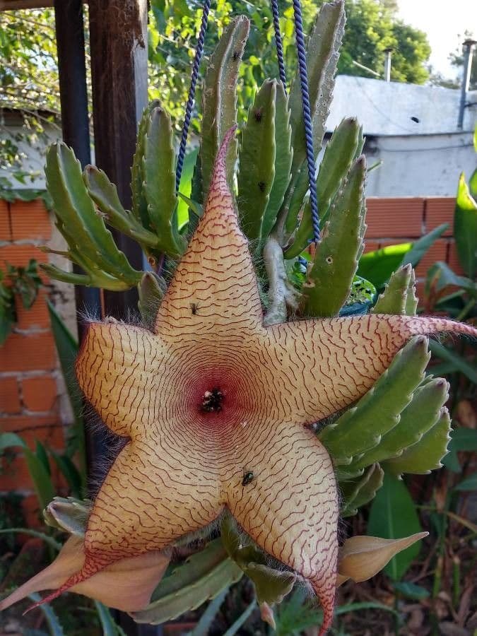 Stapelia gigantea 5