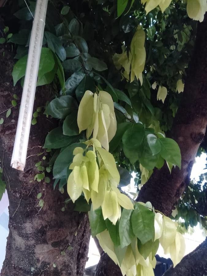 Cynometra ramiflora 10