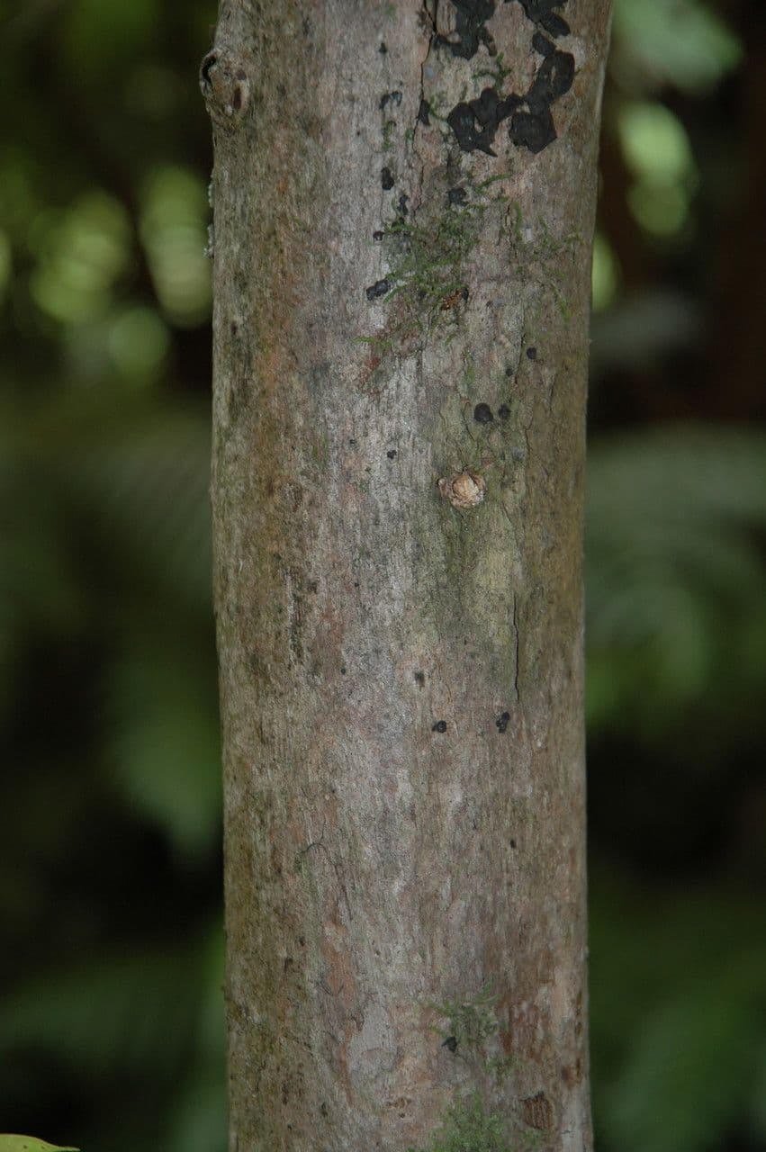 'Ōhi'a 4