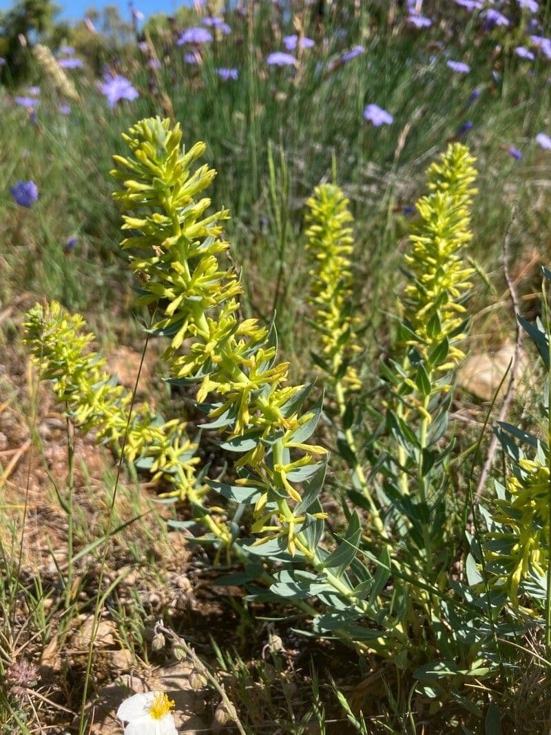 Thymelaea sanamunda 15
