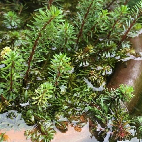 Niedrige Rotala 4