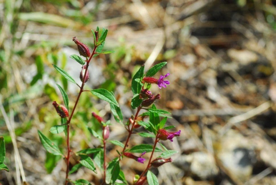 Cuphea viscosissima 8