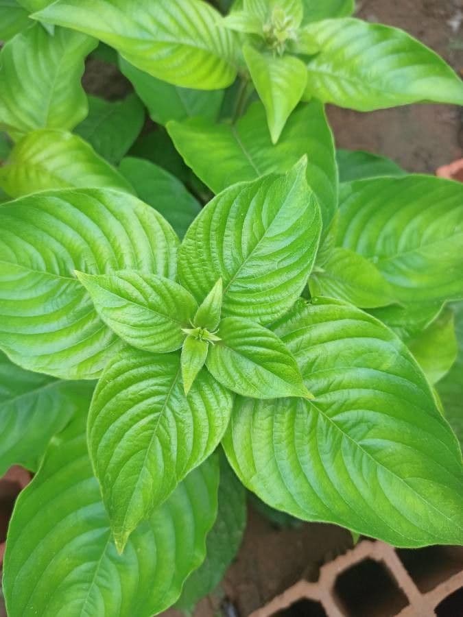 Mussaenda philippica 14