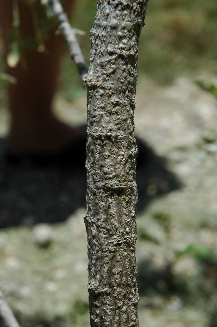 Sesbania tomentosa 9