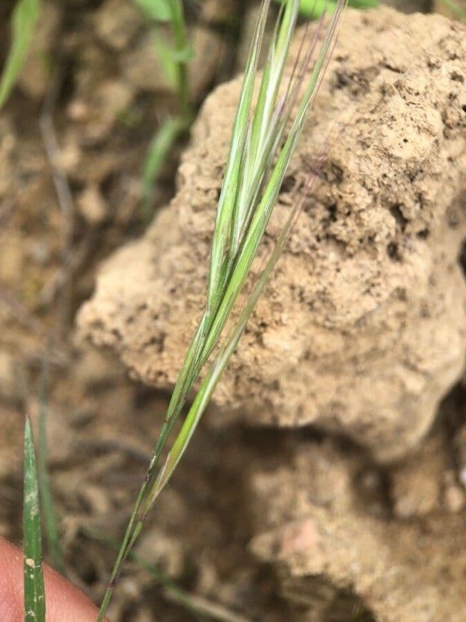 Vulpia membranacea