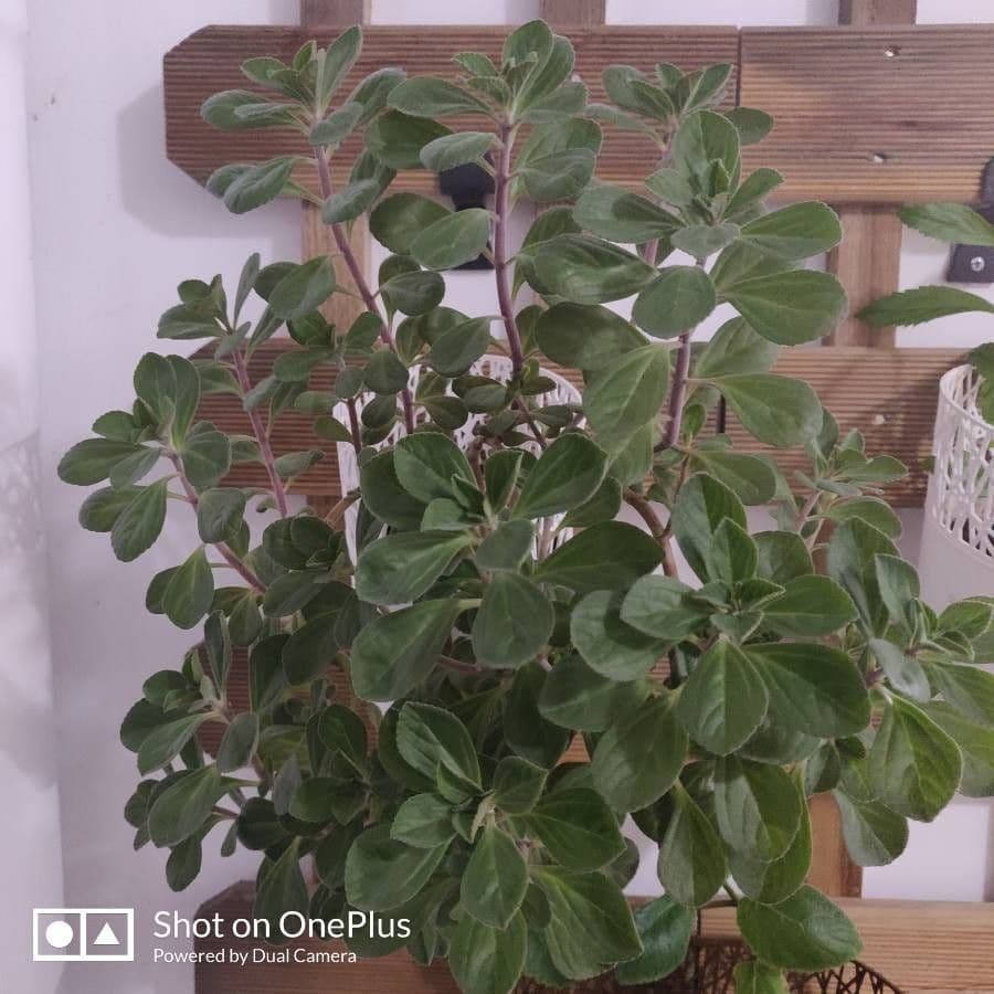 Plectranthus ornato 9